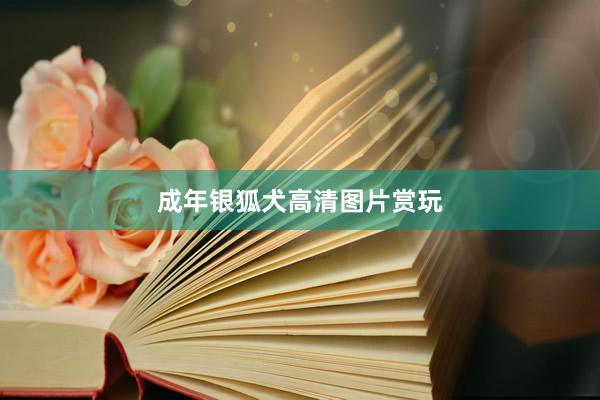 成年银狐犬高清图片赏玩